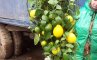 Собственно, Павловский лимон, фото №5