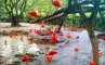Парк птиц Джуронг, фото №7