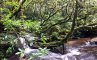 Влажные тропические леса Ацинананы, фото №3