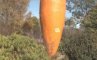 Самая большая морковка в мире, фото №7