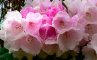 Pukeiti Rhododendron Gardens, фото №5 из 26
